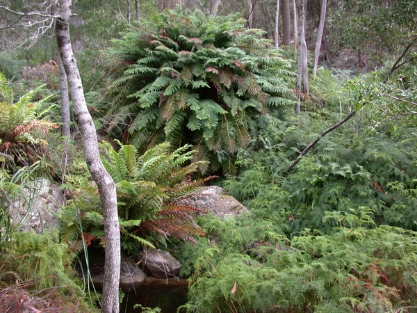Fern Tree